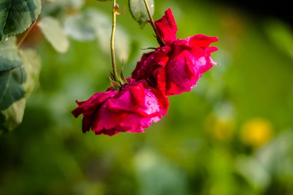 Rosa Rosa Rosa Flores Cor Rosa Jardim Verão Flores Rosa — Fotografia de Stock