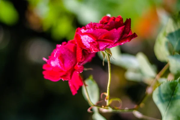 Rosa Rosa Rosa Flores Cor Rosa Jardim Verão Flores Rosa — Fotografia de Stock