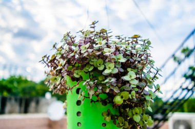 İçinde phulwari olan plastik bir saksı asıyor, izole edilmiş, kopyalama uzayı. Asılı bir bahçe. Eski tava saksıya dönüştürüldü