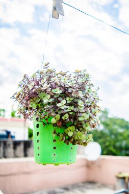 İçinde phulwari olan plastik bir saksı asıyor, izole edilmiş, kopyalama uzayı. Asılı bir bahçe. Eski tava saksıya dönüştürüldü