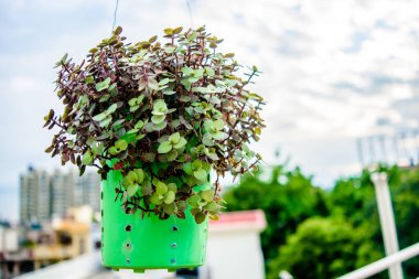 İçinde phulwari olan plastik bir saksı asıyor, izole edilmiş, kopyalama uzayı. Asılı bir bahçe. Eski tava saksıya dönüştürüldü