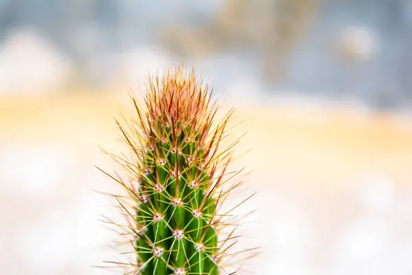 Makro Blízkosti Páteře Kaktusu Selektivním Zaměřením Kaktus Dlouhými Červenými Ostny — Stock fotografie