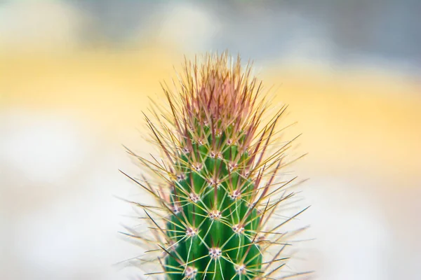 Macro Closeup Spines Cactus Selective Focus Cactus Long Red Pointed — Stock Photo, Image