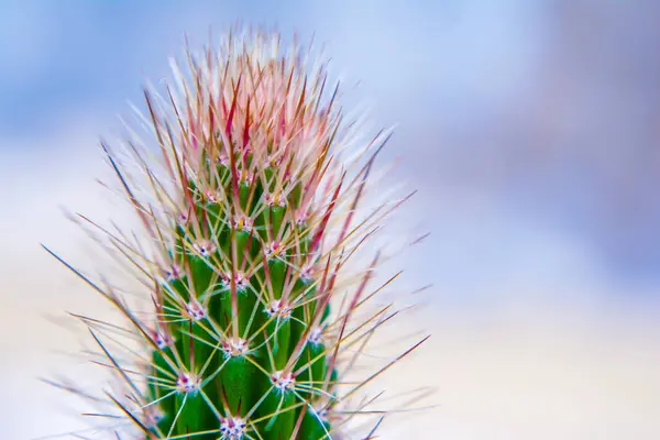 Macro Closeup Spines Cactus Selective Focus Cactus Long Red Pointed — Stock Photo, Image