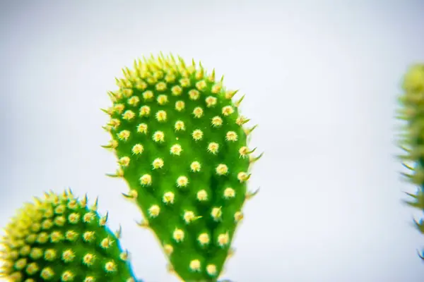 Makro Blízkosti Páteře Kaktusu Selektivním Zaměřením Kaktus Dlouhými Červenými Ostny — Stock fotografie