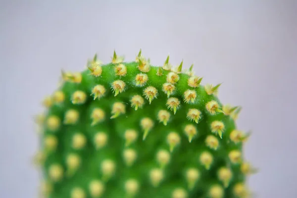Makro Blízkosti Páteře Kaktusu Selektivním Zaměřením Kaktus Dlouhými Červenými Ostny — Stock fotografie