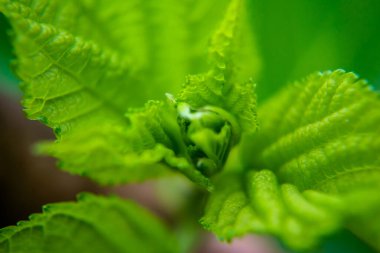 Evergreen yaprağı filizleniyor, yeşil ve taze. Yeşil çam yaprakları doğal arka plan, sığ alan derinliği