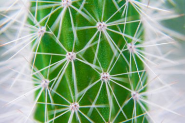 Makro, seçici bir odak ile bir kaktüsün dikenlerine yakın çekim yapar. Seçici odaklı uzun kırmızı uçlu dikenli kaktüsler. Boşluğu kopyala.