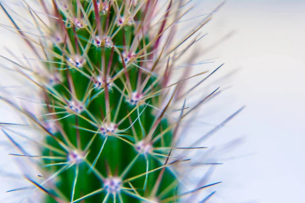 Makro Blízkosti Páteře Kaktusu Selektivním Zaměřením Kaktus Dlouhými Červenými Ostny — Stock fotografie