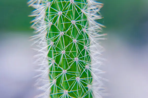 Macro Closeup Spines Cactus Selective Focus Cactus Long Red Pointed — Stock Photo, Image