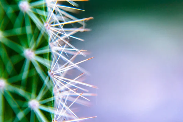 Makro Blízkosti Páteře Kaktusu Selektivním Zaměřením Kaktus Dlouhými Červenými Ostny — Stock fotografie