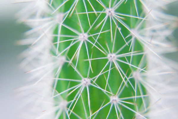 Macro Closeup Spines Cactus Selective Focus Cactus Long Red Pointed — Stock Photo, Image