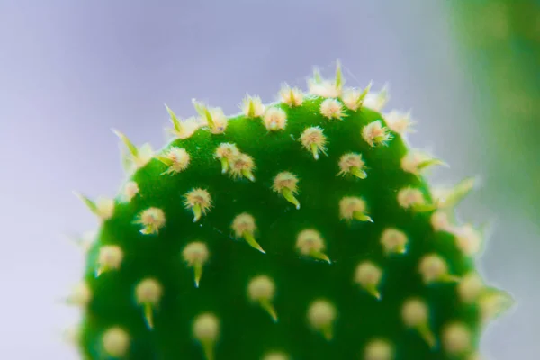 Makro Zbliżenie Kręgosłupa Kaktusa Selektywnym Ukierunkowaniem Kaktus Długimi Czerwonymi Szpiczastymi — Zdjęcie stockowe