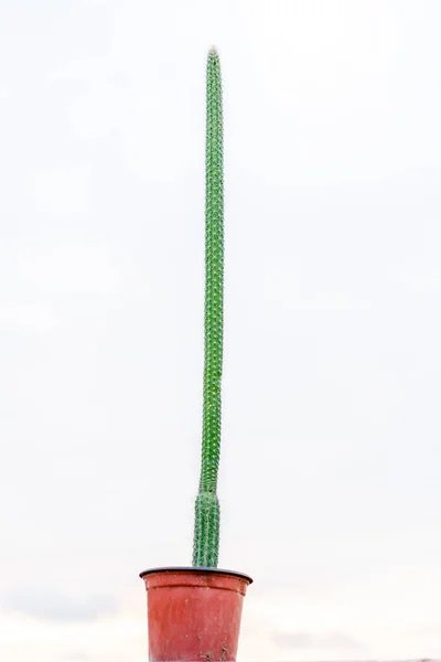 Kaktus Mit Blumentopf Auf Isoliertem Hintergrund Grüner Kaktus Beliebte Pflanze — Stockfoto