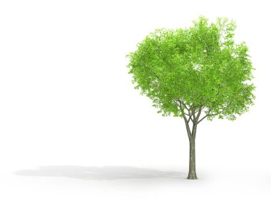 Beyaz izole ağaç arka plan 3d