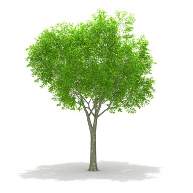 Beyaz izole ağaç arka plan 3d