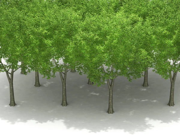 Δέντρα σε λευκό φόντο με σκιές 3D — Φωτογραφία Αρχείου