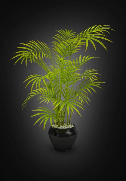 fern green vase in black pot on black gradient background