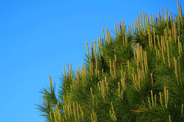 Almuerzos Pino Cielo Azul —  Fotos de Stock