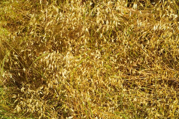 Coltivazione Oro Avena Che Cresce Campo — Foto Stock