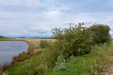 Göl kenarındaki çalılar ve çimenler