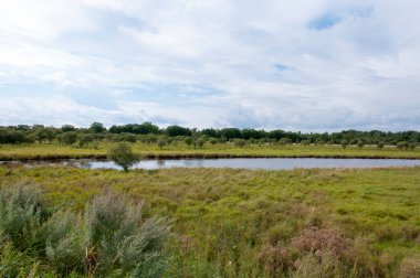 Çimleri ve ağaçları sula.