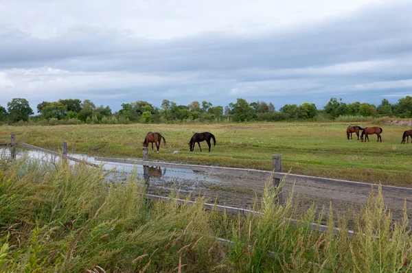 Fenced Pastures Horses — Stock Photo, Image