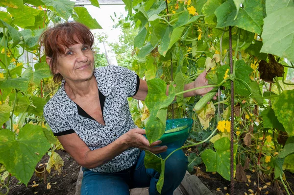 Memnun pansiyoner bir serada salatalık topluyor.