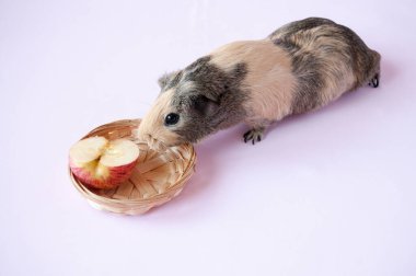 Bir bej kobay pembe arka planda bir parça kırmızı elma olan bir tabağa uzanır.