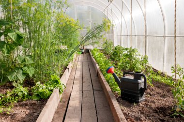 Seranın manzarası, bahçede bir sulama kabı var.