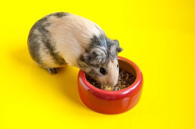 Pürüzsüz kobay sarı arka plandaki kırmızı kaseden yiyor.