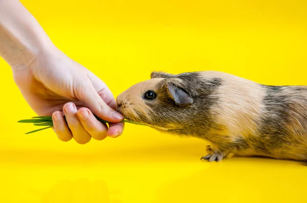 Kadın eli yeşil otları bej renkli sarı arka planda pürüzsüz saçlı kobayları bej renklerle besler.