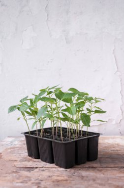 Masanın üzerinde siyah plastik bardaklarda biber tohumları