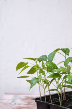 Masanın üzerinde siyah plastik bardaklarda biber tohumları