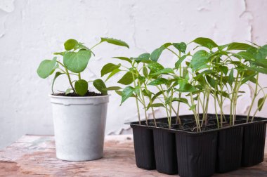 Biber tohumları, plastik bardaklarda patlıcanlar.