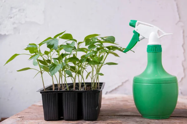 Siyah plastik bardaklarda biber tohumları ve masada yeşil sprey.