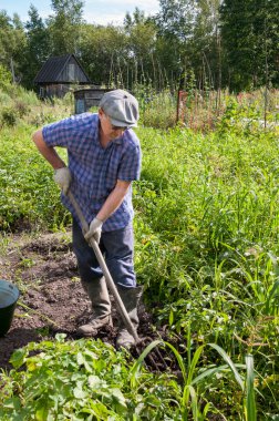 Yazlık evinde patates kazan bir adam.