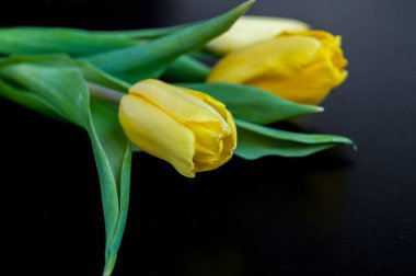 Sarı laleler siyah arka planda yatar