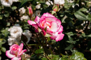 Pembe bahçe gülü.)