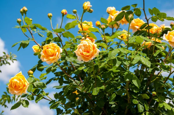 Bush yellow garden roses (Golden Celebration) against  blue sky