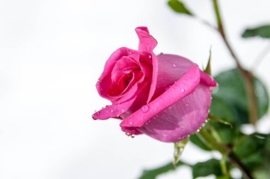 Su damlacıklarında kırmızı gül tomurcukları