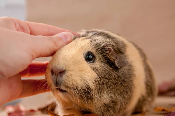 Bir kadının eli bej renkli bir Amerikan kobayını okşuyor.