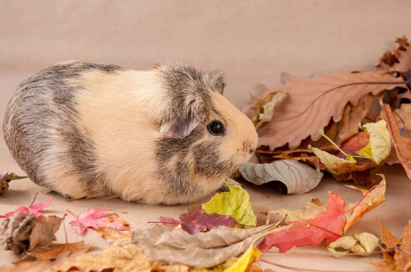 Bej renkli bir Amerikan kobayı sonbahar yapraklarının üzerinde oturur.