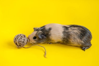 Pürüzsüz saçlı kobay bej renkli, sarı arka planda bir topla oynuyor.