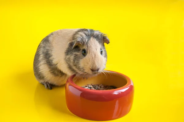 Smooth guinea pig eats from a red bowl on a yellow background
