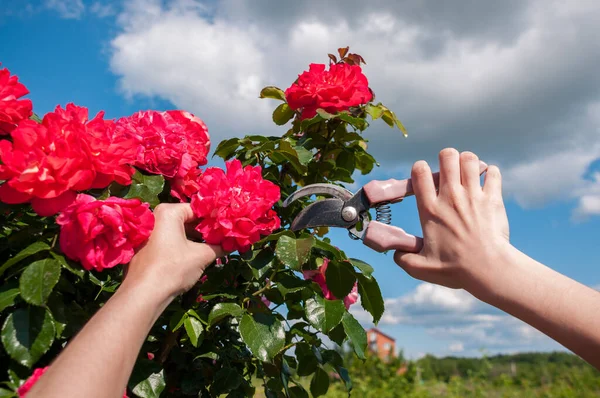 Women\'s hands cut roses from a red bush