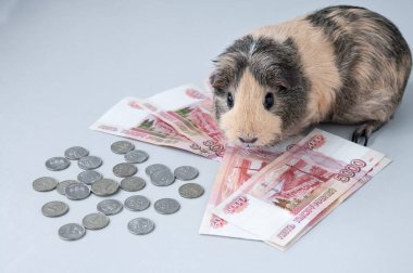 Kobay ve bir sürü küçük Rus sikkesi, gri arka planda beş bin dolarlık banknotlar, mudilerin portresi.