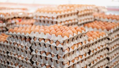 Tavuk çiftliğinden taze yumurta tepsisi toptan ve perakende pazarda satışa sunulan paketin içinde..