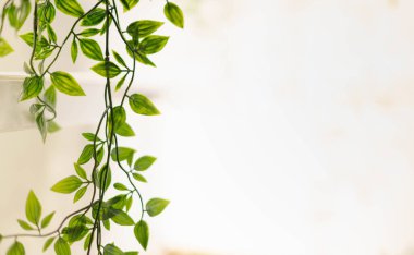 Ruscus yaprakları beyaz arkaplanda, kopya alanı ve arkaplan konsepti için.