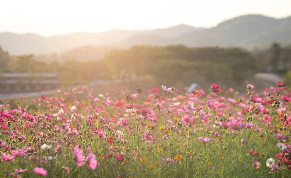 Cosmos Blomst Grøn Eng Med Sky Himmel Frisk Område Afslapning - Stock-foto